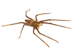 Heteropoda boiei